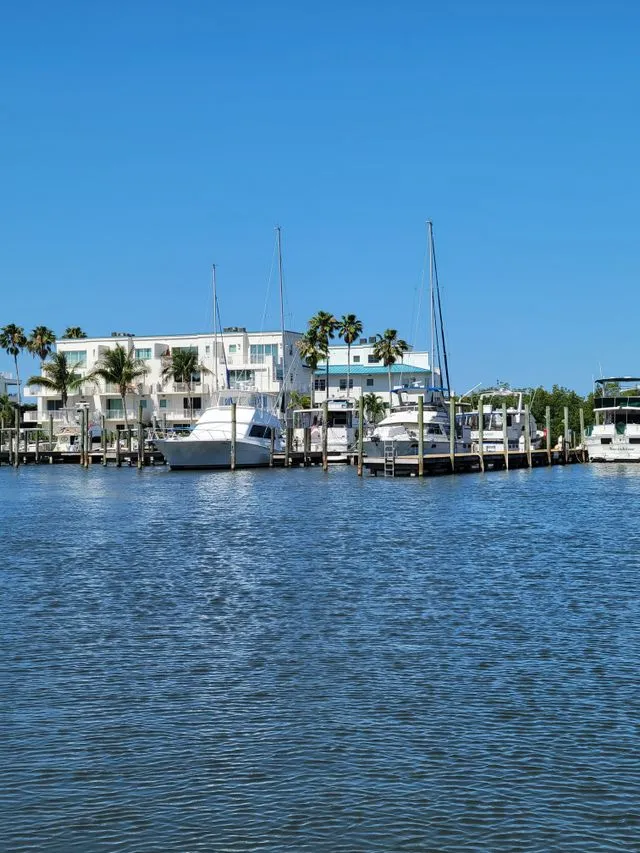 Palm Harbor FL